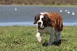 SAINT BERNARD 133